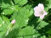 geranium-endressii-wargrave-pink-versicolour
